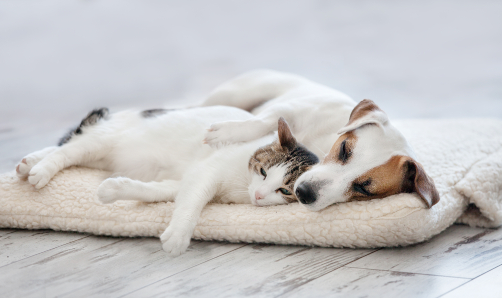 dog and cat lying on a bed