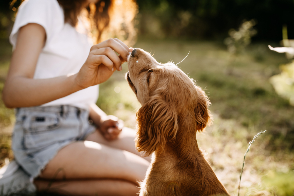 dog receiving treats from its owner