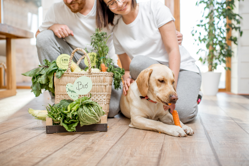 a yellow lab sitting with his family eating a carrot