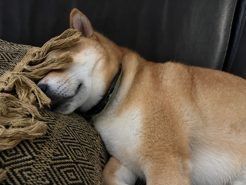 Akita Dog sleeping with a rug on its face