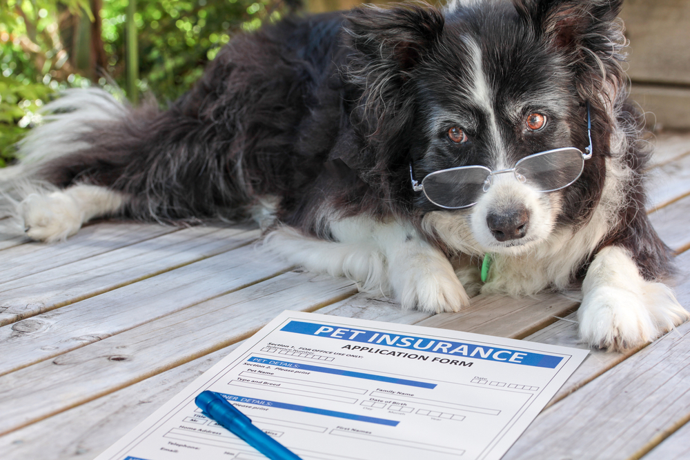 dog wearing glasses