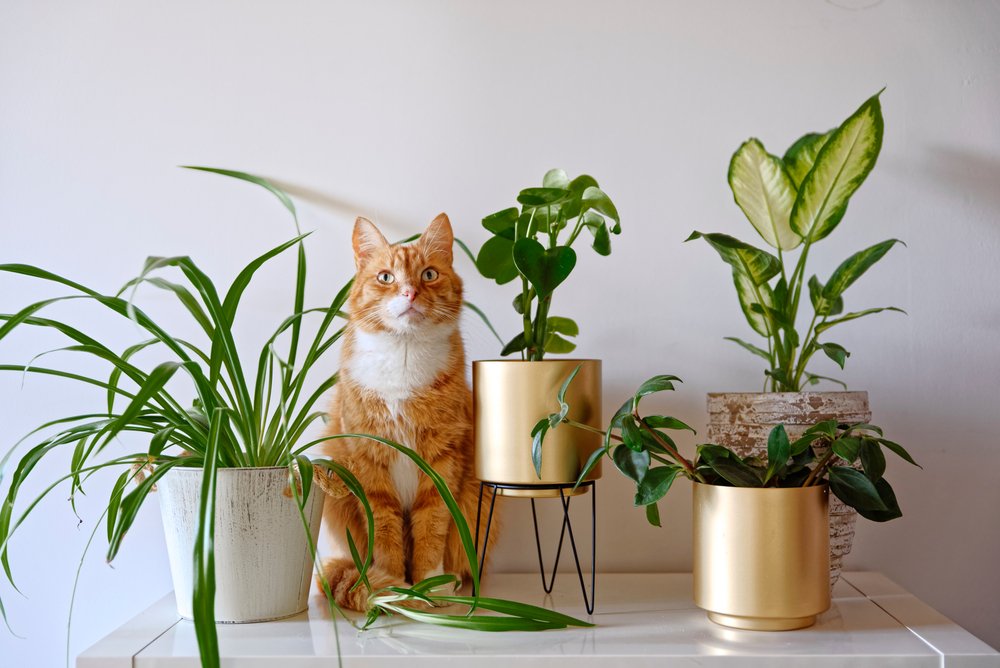 Orange tabby cat sitting among plants