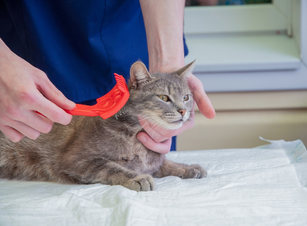 Cat being groomed