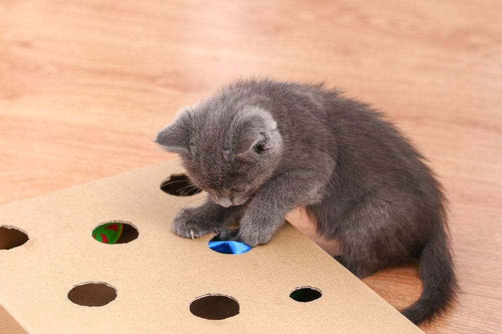 gray kitten playing with toy