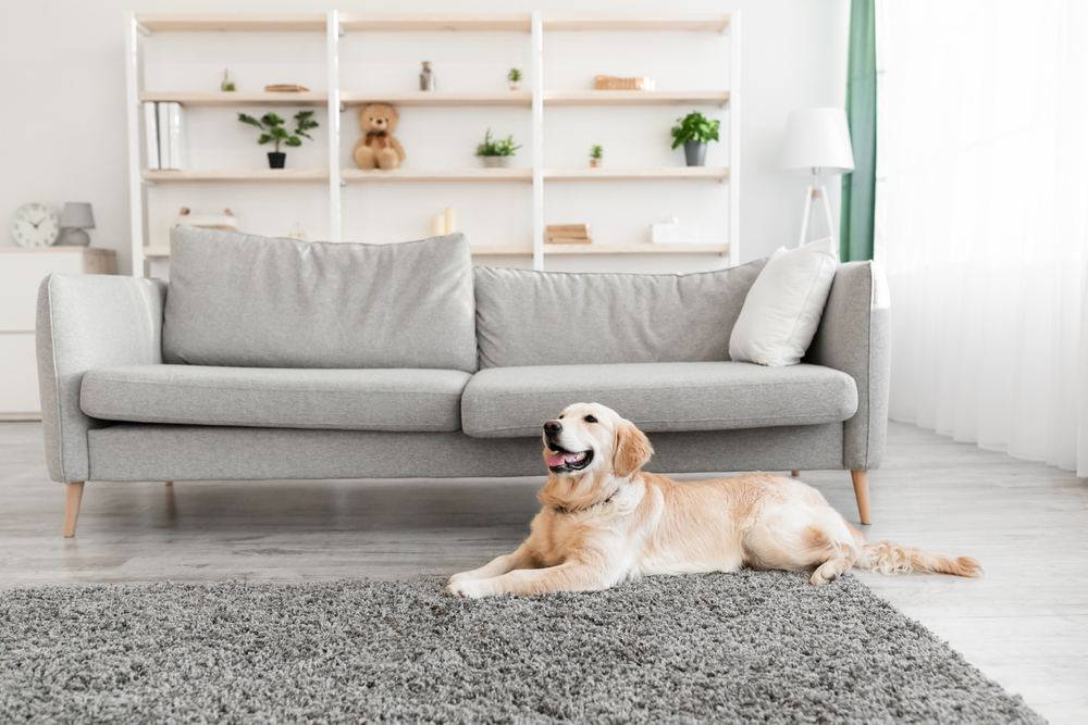 Dog sitting on grey mat