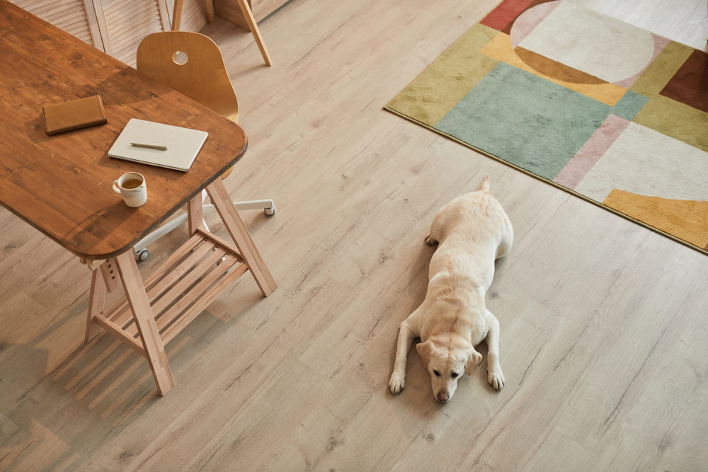 Yellow Lab laying on wood flooring