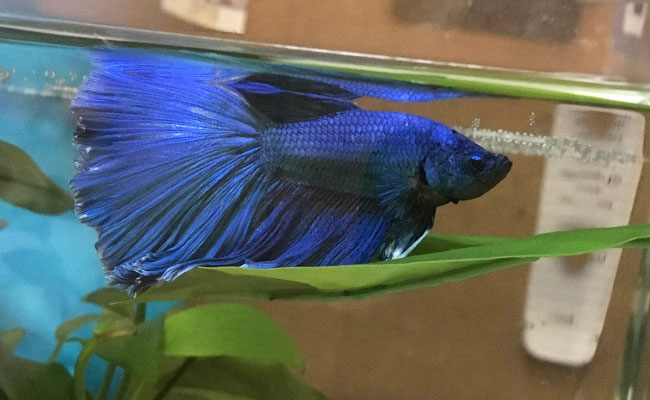 Blue betta resting on his leaf hammok