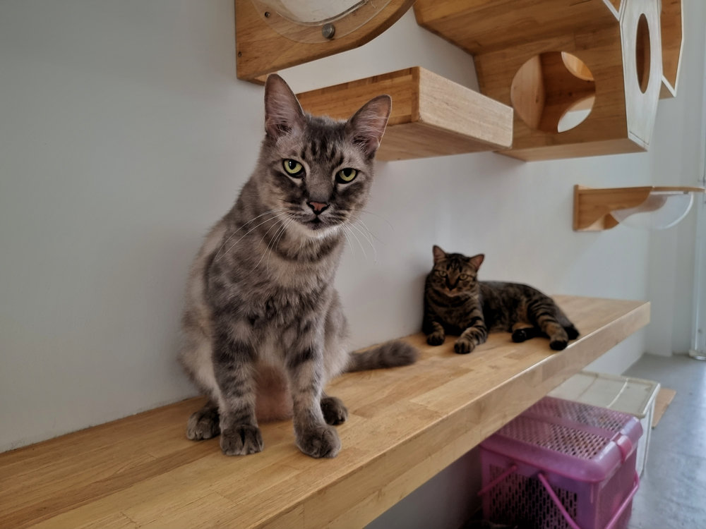 Two Cats sitting on their wall shelves