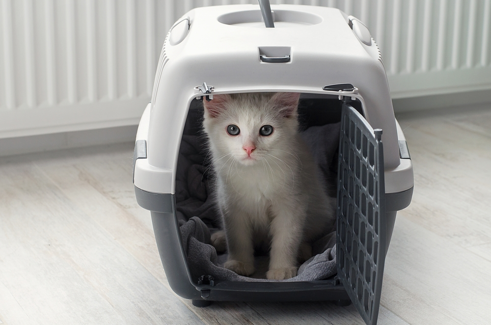 white kitten in a carrier