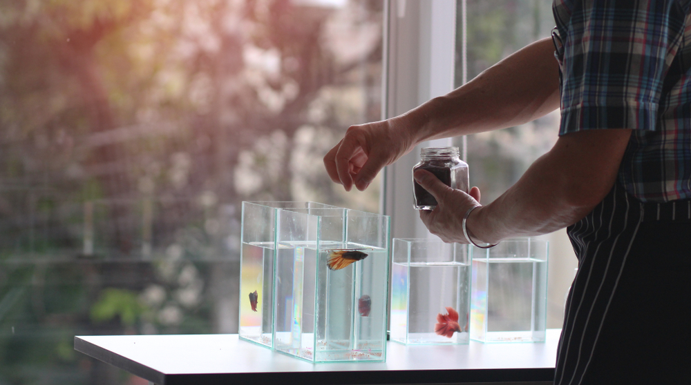 man feeding betta fish