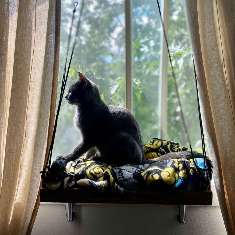 Cat sitting on a window perch