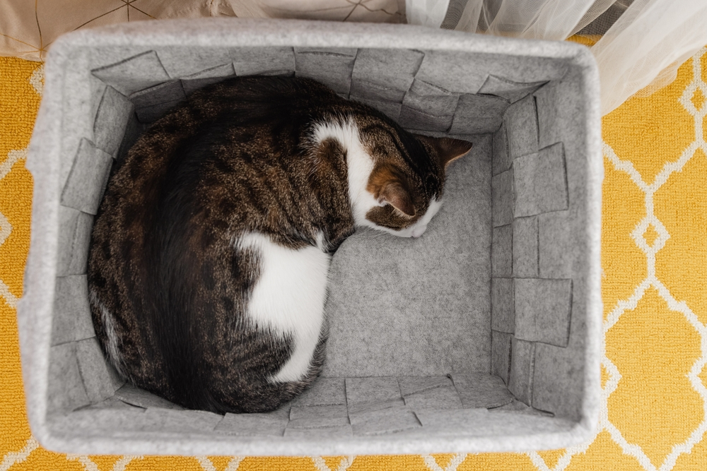 Big Tabby cat sleeping in a storage basket