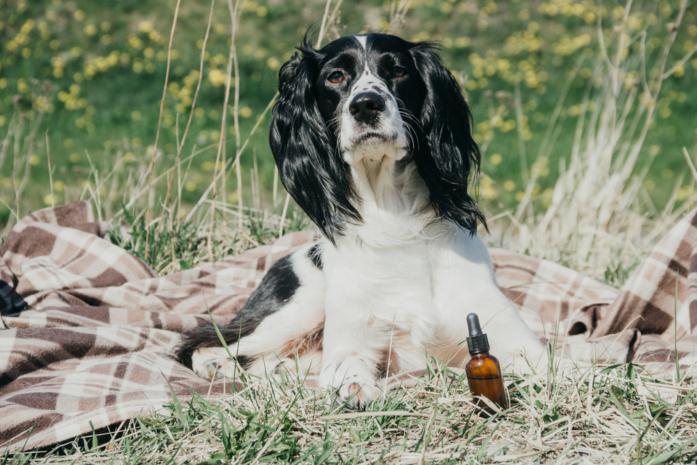 dog sitting with essential oil