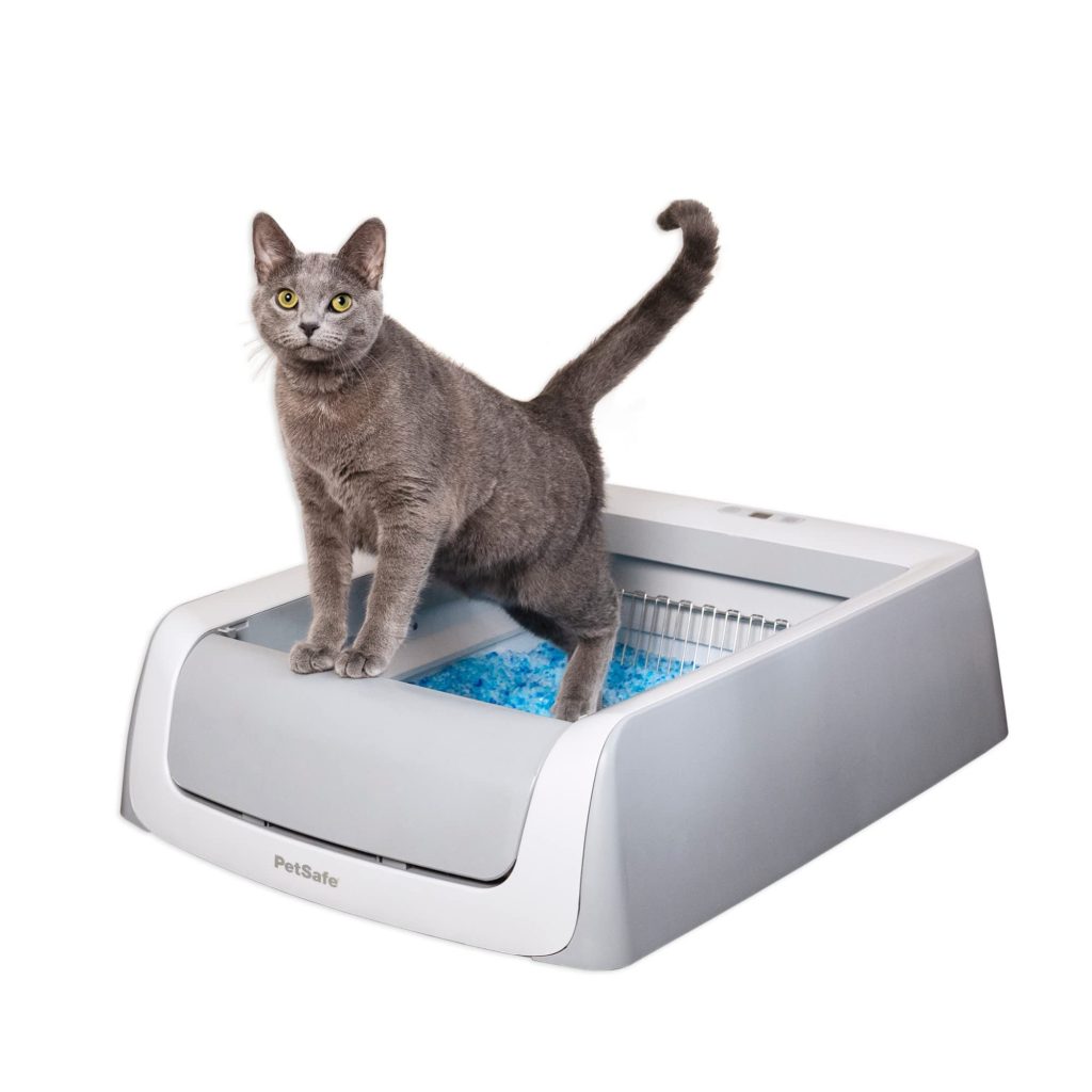 Gray Cat using a Litter Box