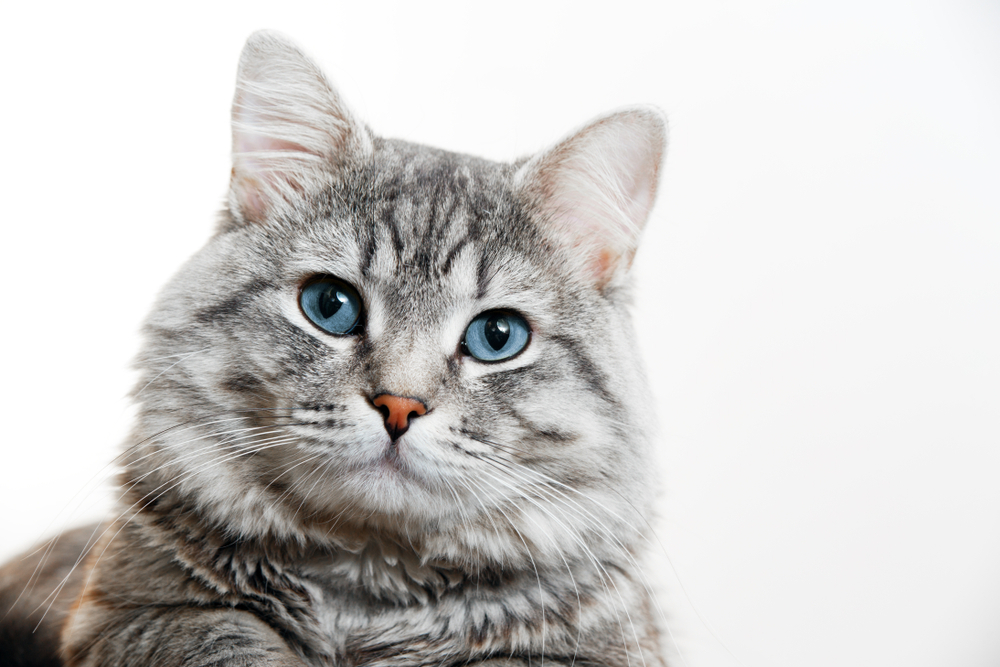 Silver longhaired cat looking at the camera