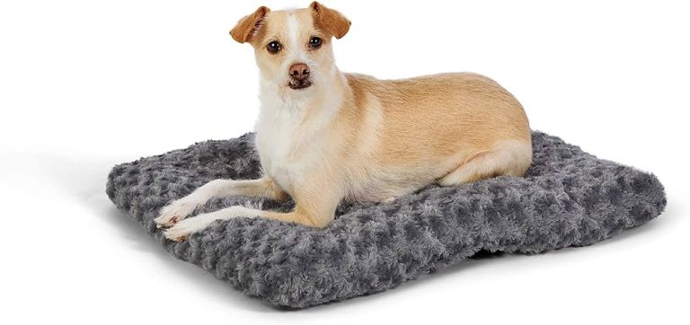 Yellow and Whiite Pooch sitting on a pet bed