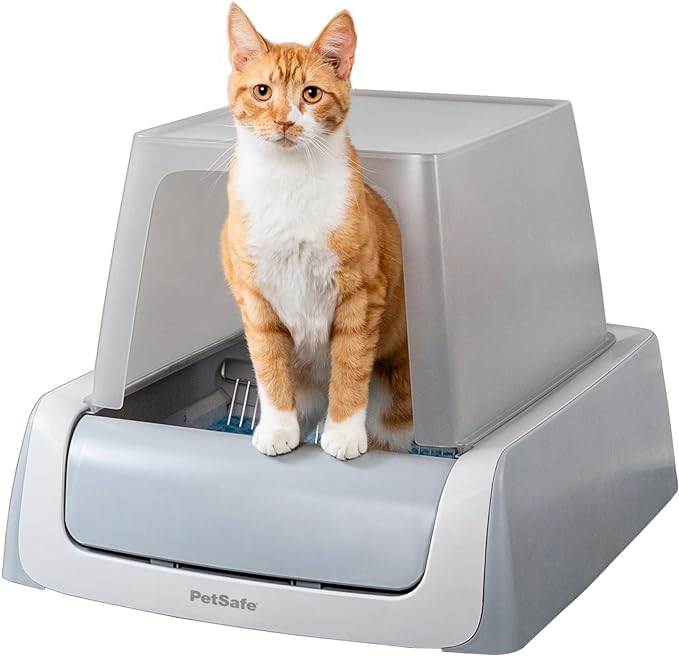 Orange Tabby Cat in a Litter Box