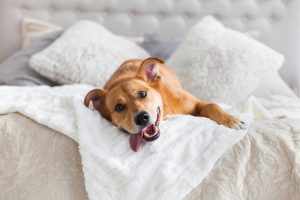 Pet Dog with tongue out laying on a bed