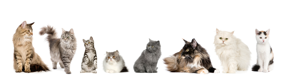 Cats of different breeds