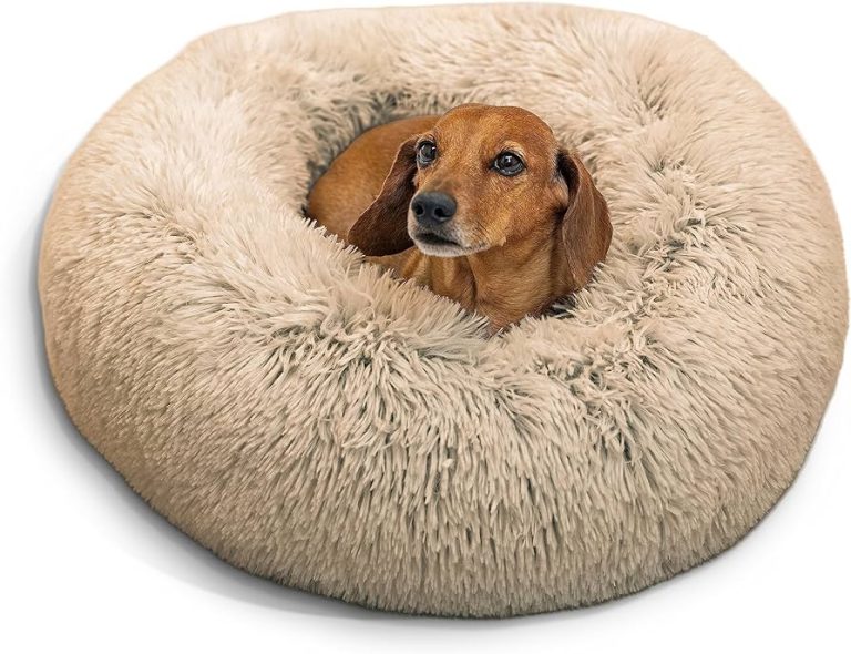 Cute little Beagle sitting on a donut petbed